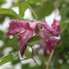 Clématite après la pluie.Gerard Huet